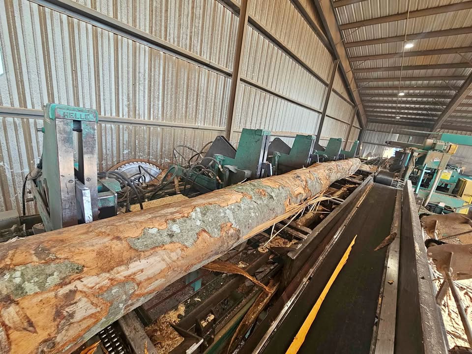 Helle, 5-head Block Sawmill, 200 HP, 52" sawblade, 8'-40' logs, conveyors, turners - Image 1