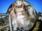 7500 gallon Combustion Engineering Howard Stainless Steel tank, 9'10" diameter x 13' 6" straight side. dome - Image 2