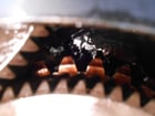 Yoder, gearboxes, universal joints (10 available) - Image 6