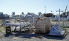 Commercial #Buzz Cutter, Pineapple Cutter, dual head buzz cutter, 12" x 16' feed conveyor, 36" x 22' & 16" x - Image 4