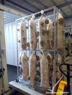 Semi-Automated Mushroom Substrate Processing System, (2) 37 cu.ft Patterson All-Weld mixers, Reimers steam - Image 2