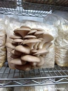 Semi-Automated Mushroom Substrate Processing System, (2) 37 cu.ft Patterson All-Weld mixers, Reimers steam - Image 5
