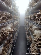 Semi-Automated Mushroom Substrate Processing System, (2) 37 cu.ft Patterson All-Weld mixers, Reimers steam - Image 6