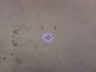 Haas Brushless Rotary Control, 15 A., 2013 - Image 5