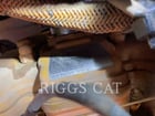 Caterpillar 303.5, 977 hours, S/N: RE903827, 2023 - Image 8