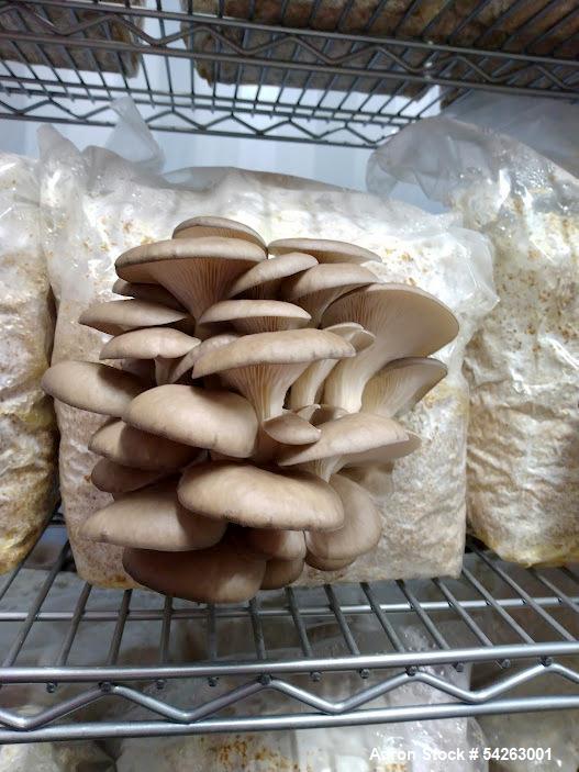 Semi-Automated Mushroom Substrate Processing System, (2) 37 cu.ft Patterson All-Weld mixers, Reimers steam - Image 5