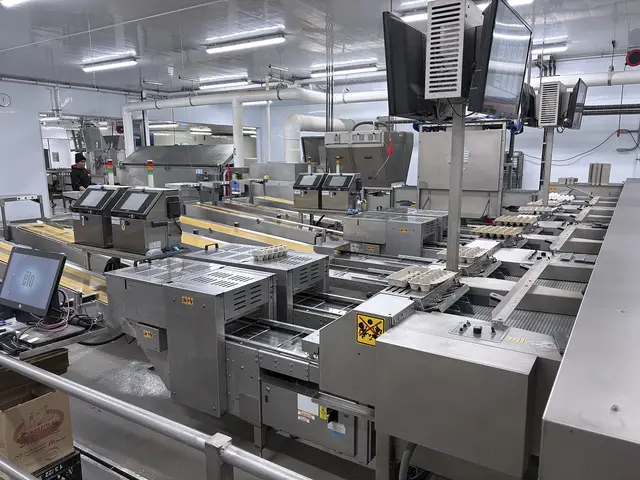 Egg Grader & Packer, Sanovo #Alpha-Grader-100, 100 cases/hour, 6-row roller conveyor infeed, 460 V., 3 Ph. - Image 2