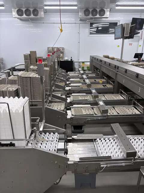 Egg Grader & Packer, Sanovo #Alpha-Grader-100, 100 cases/hour, 6-row roller conveyor infeed, 460 V., 3 Ph. - Image 3